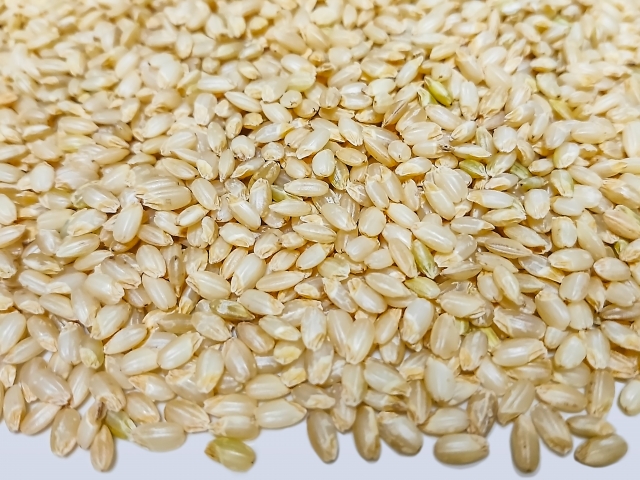 玄米のアップ写真